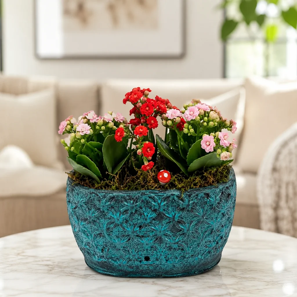 Turkuaz Saksıda Kalanchoe Bahçesi — yaşam alanında