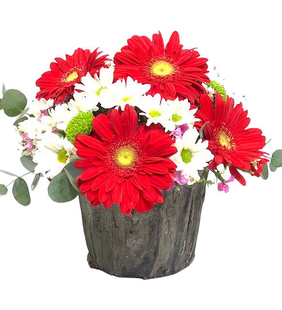 Ticino Gerbera Ve Papatya Serisi