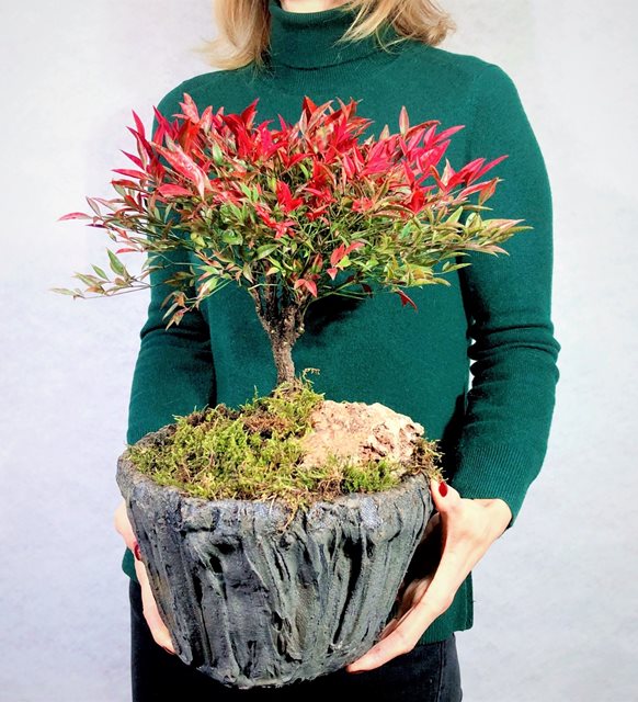 Agnes Bonsai