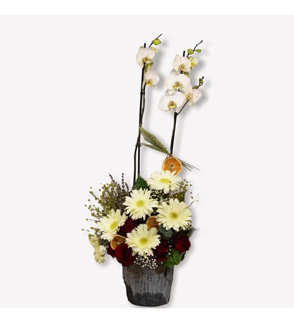 Anna Orkide Gerbera Serisi