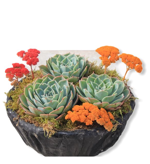 Akn Gzyalar iei Ekeverya Echeveria Glauca Sukulent