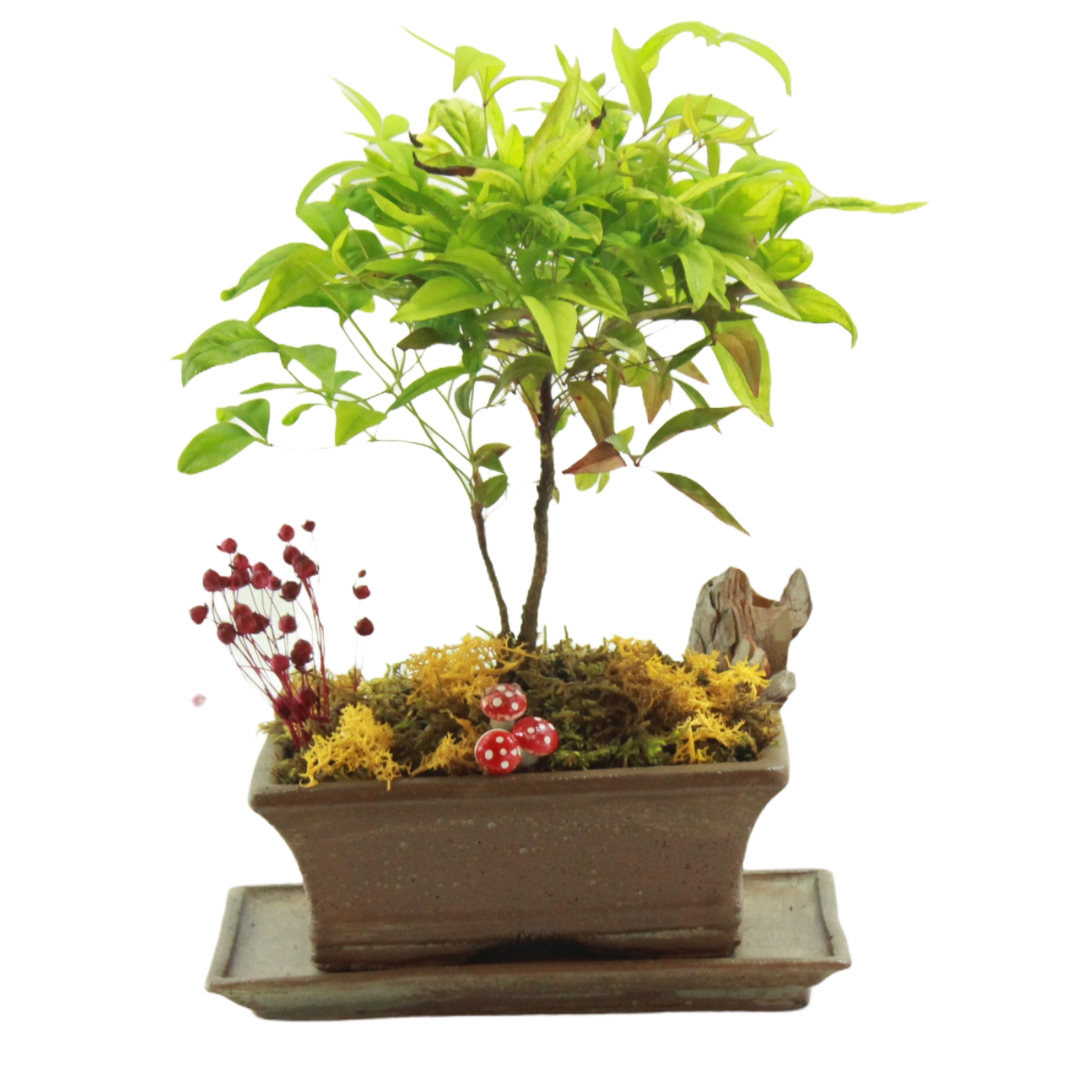 Cennet Bambusu Bonsai