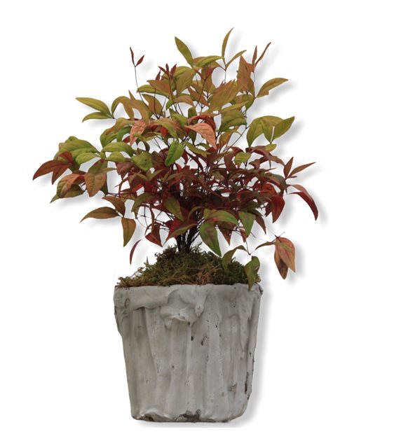 Cennet Bambusu Nandina