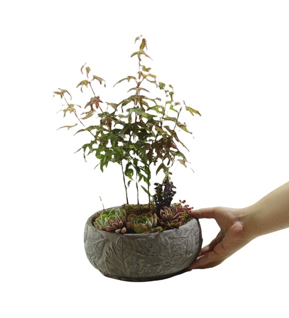 Dekoratif Saksıda Acer Bonsai Skulent