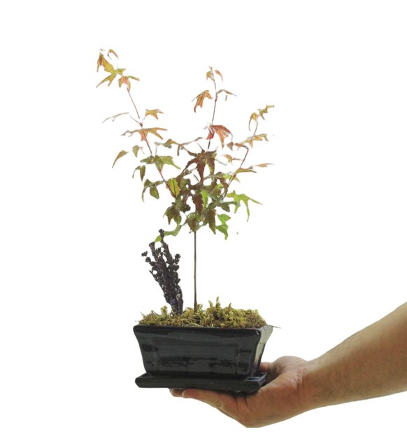 Dekoratif Saksda Acer Bonsai