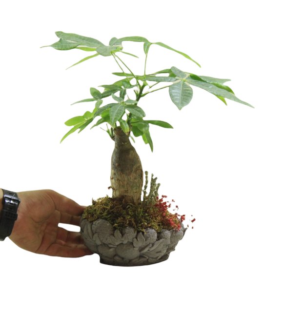 Dekoratif saksda Pacira Para Aac Bonsai serisi