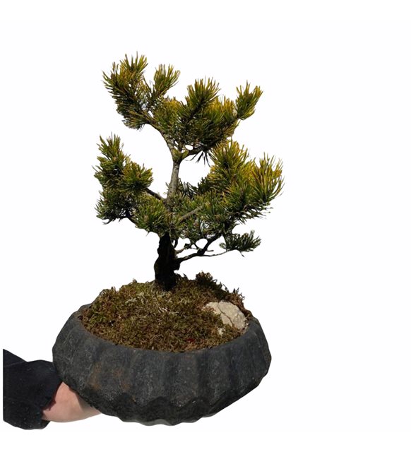 Faina am Bonsai