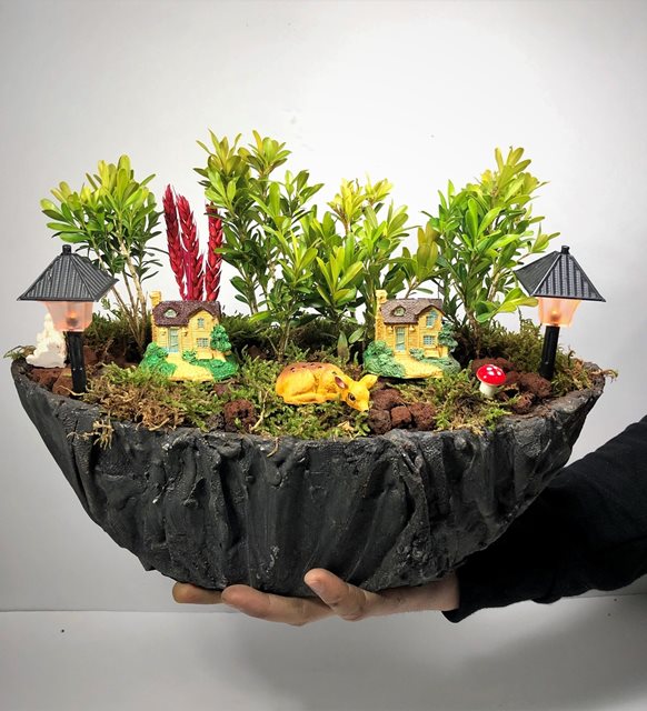 Faulkner 3lü Buxus Bonsai Bahçemiz