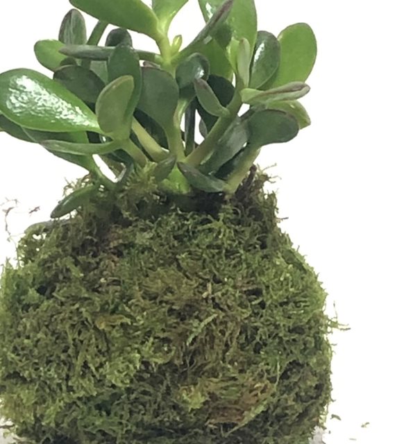 Kokedama ans iei