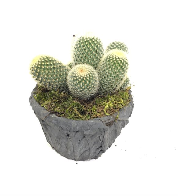 Mammillaria Kaktüs Serisi