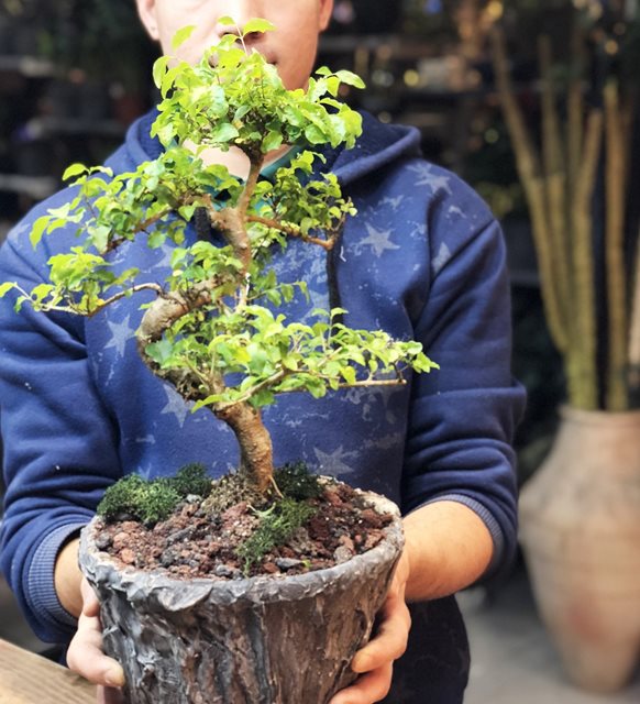 Orta Boy Zelkova Bonsai