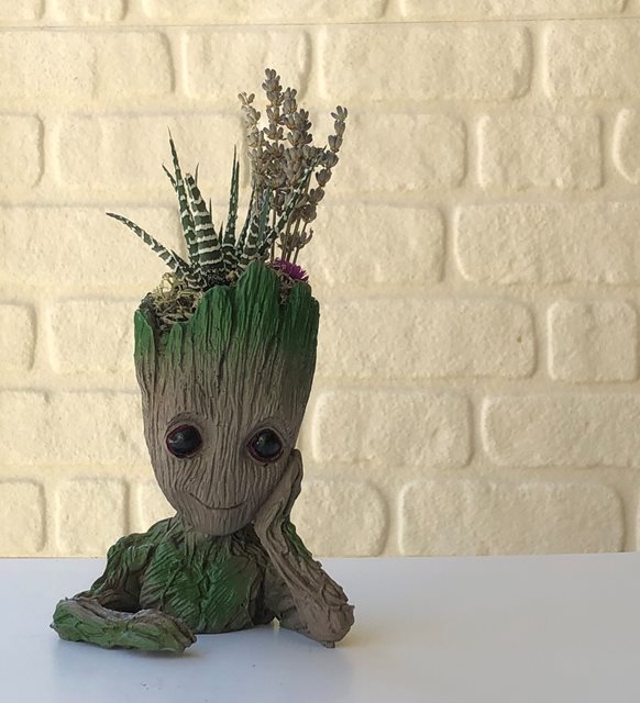 Pansy Zebra Groot