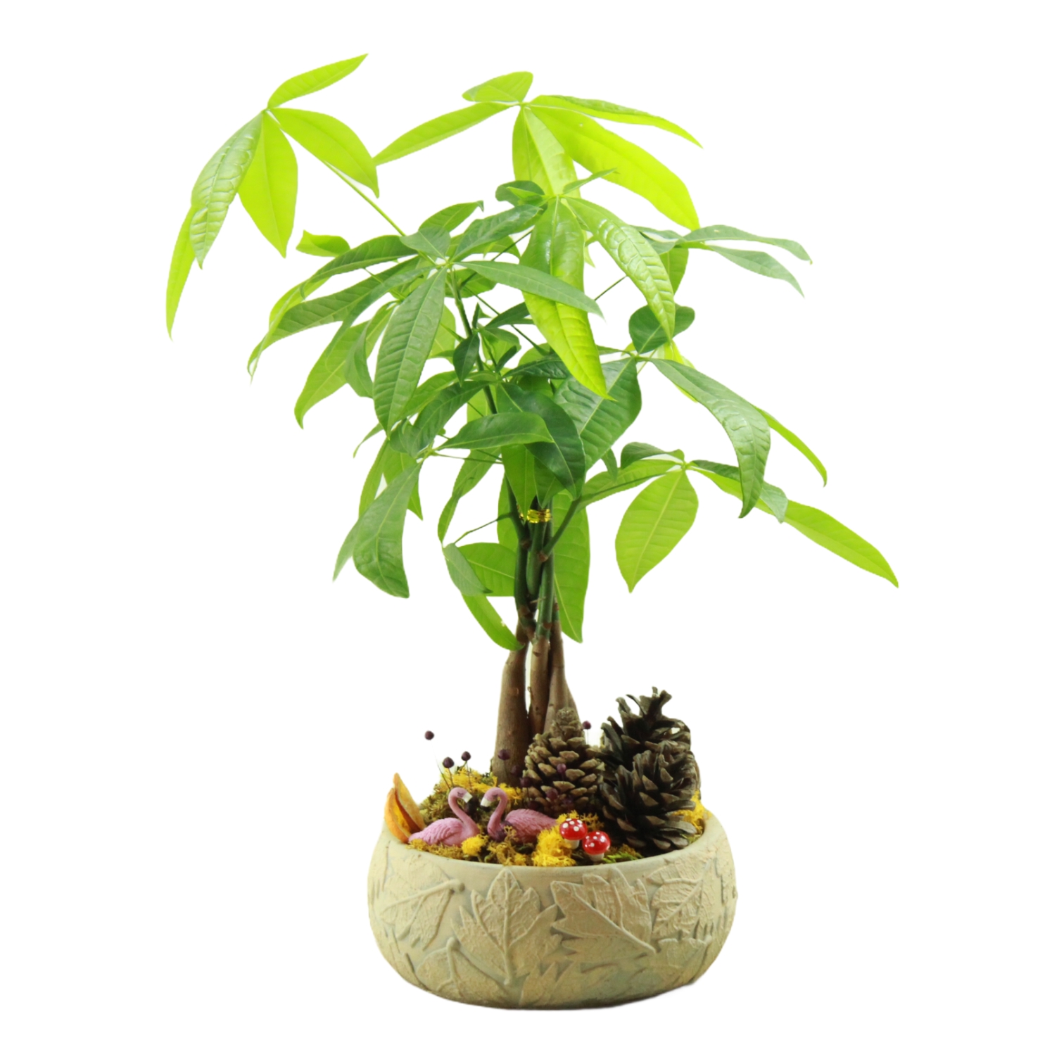 Para Aac Pacira Bonsai