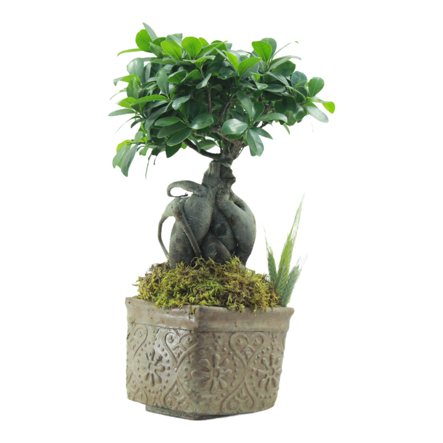 Japon Bonsai Aac Serisi