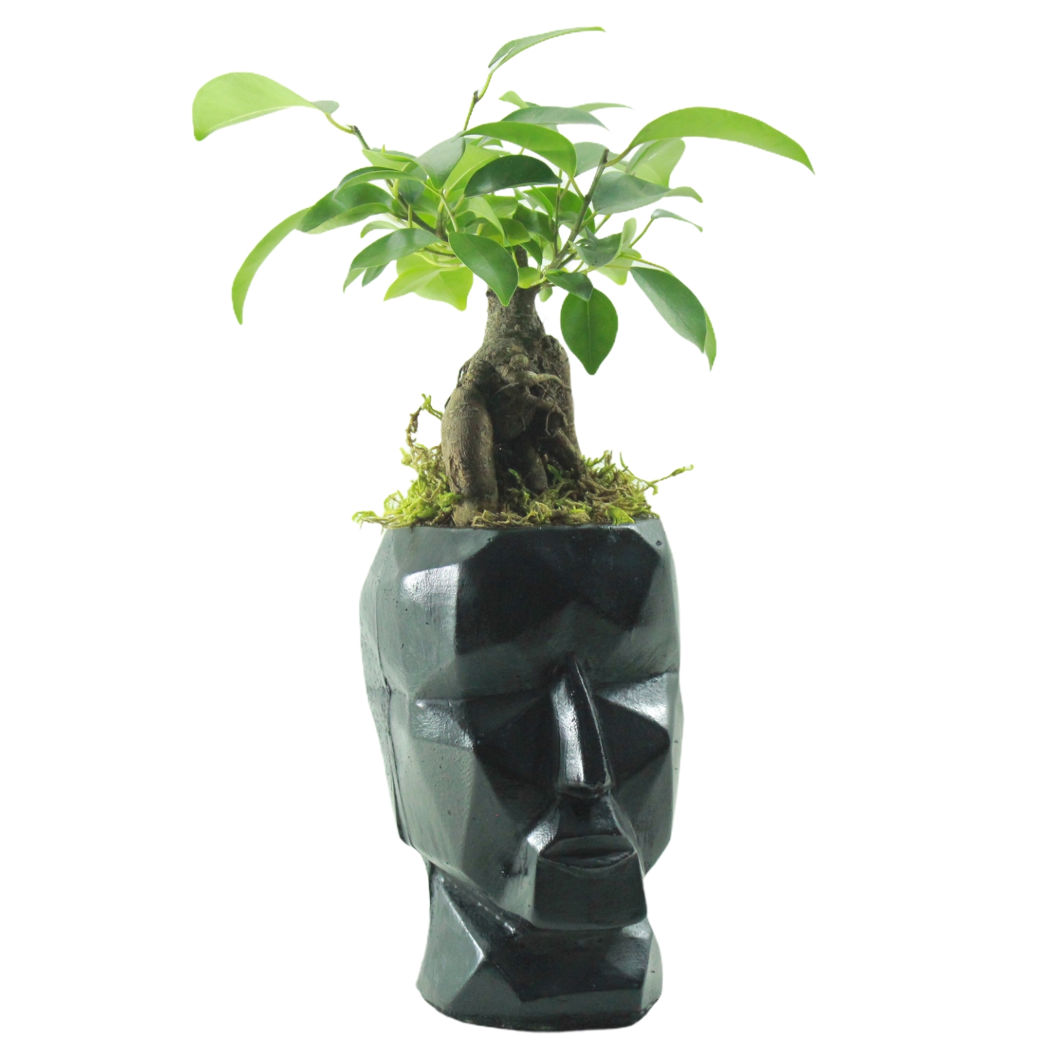 Demir Adam Bonsai Serisi