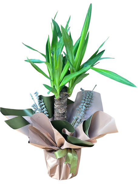 Dracaena Bitkisi Saks Aranjman