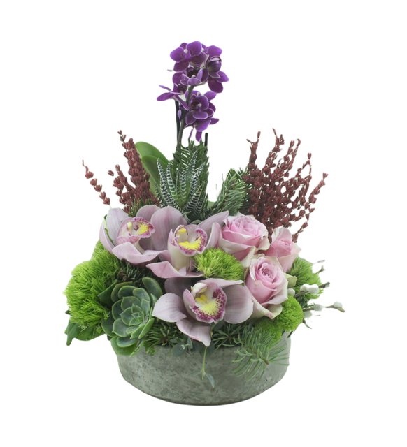 Pink Rose Mini Orchid Spedium Orchid Succulent Series