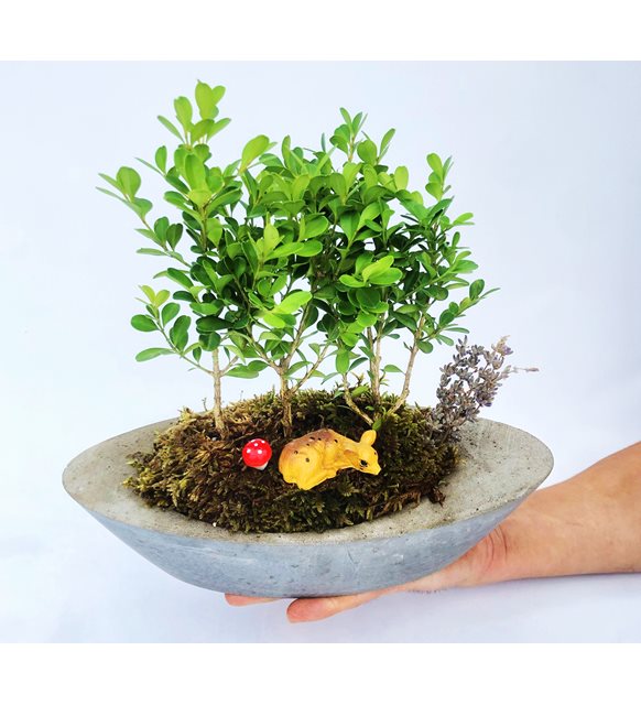 imir bonsai serisi