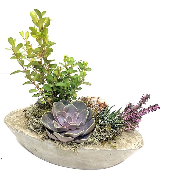 Ulla imir Bonsai