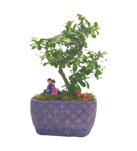 Zelkova Bonsai Sevgili Serisi