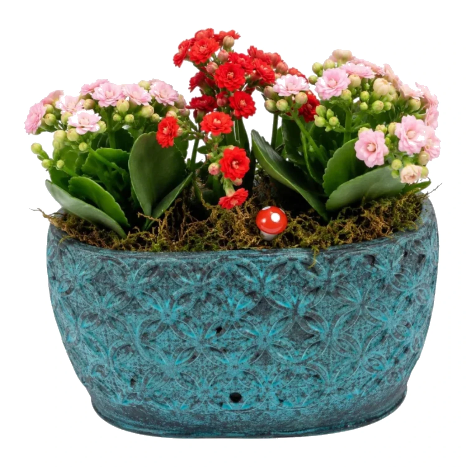 Turkuaz Saksıda Kalanchoe Bahçesi