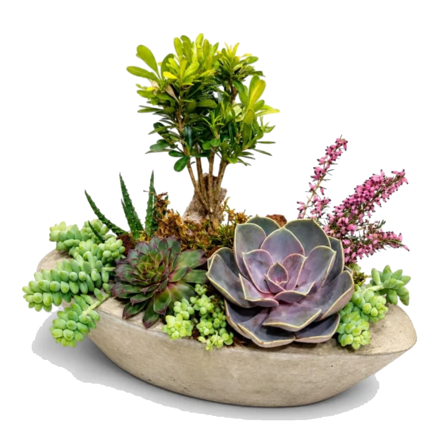 Bonsai ve Sukulent Bahçesi Tasarım Aranjmanı
