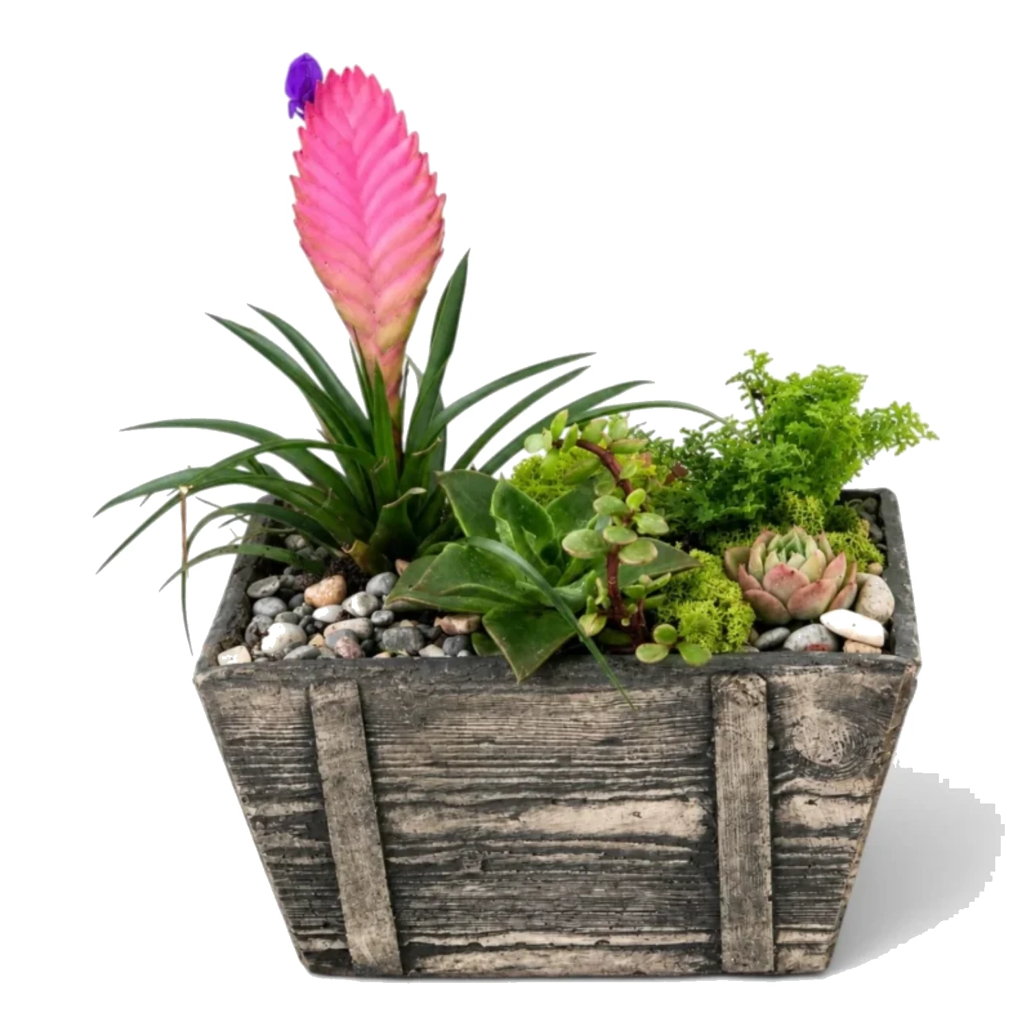 Pembe Tillandsia ve Sukulent  Aranjmanı