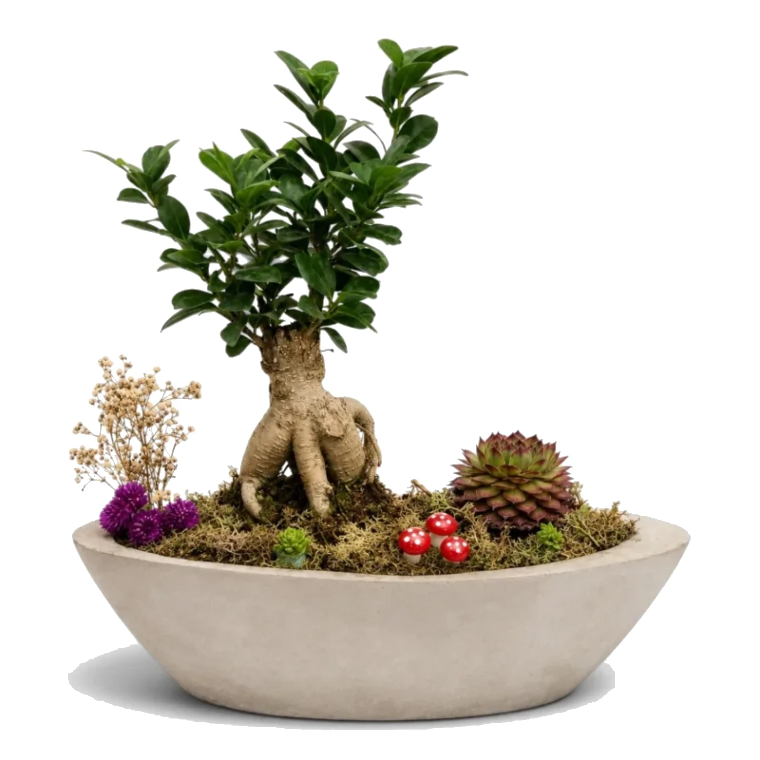 Doğal Bonsai Bahçesi ı
