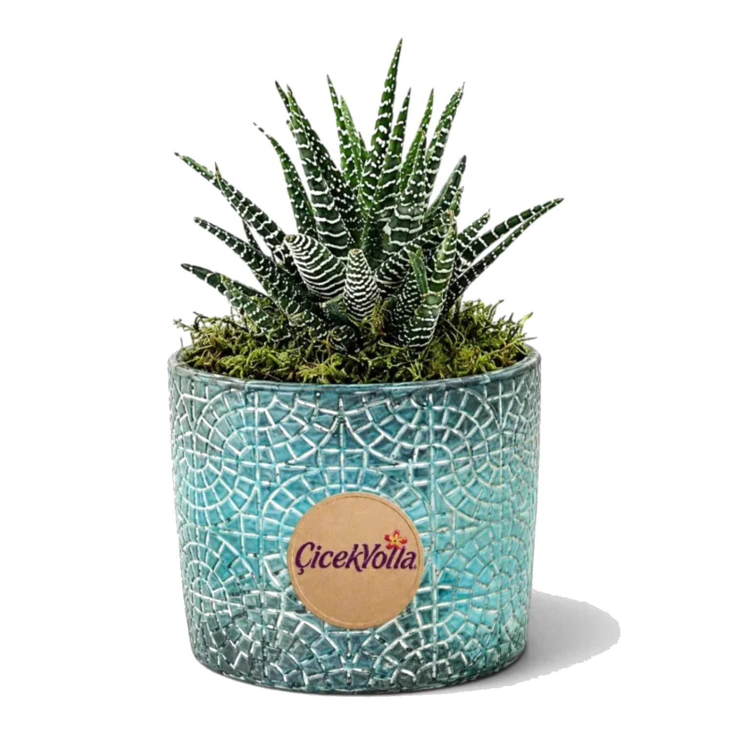 Premium Zebra Haworthia Sukulent