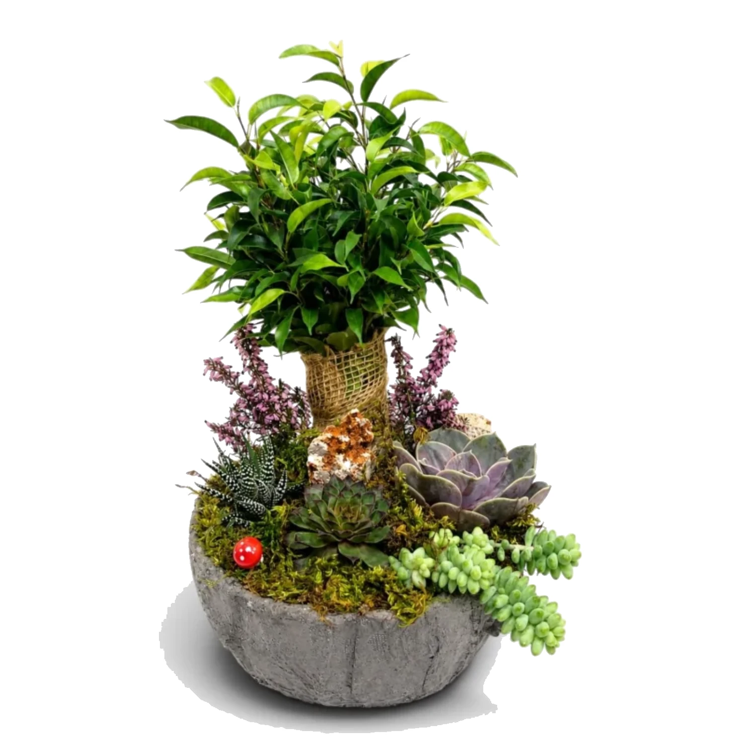 Bonsai ve Sukulent Bahçesi