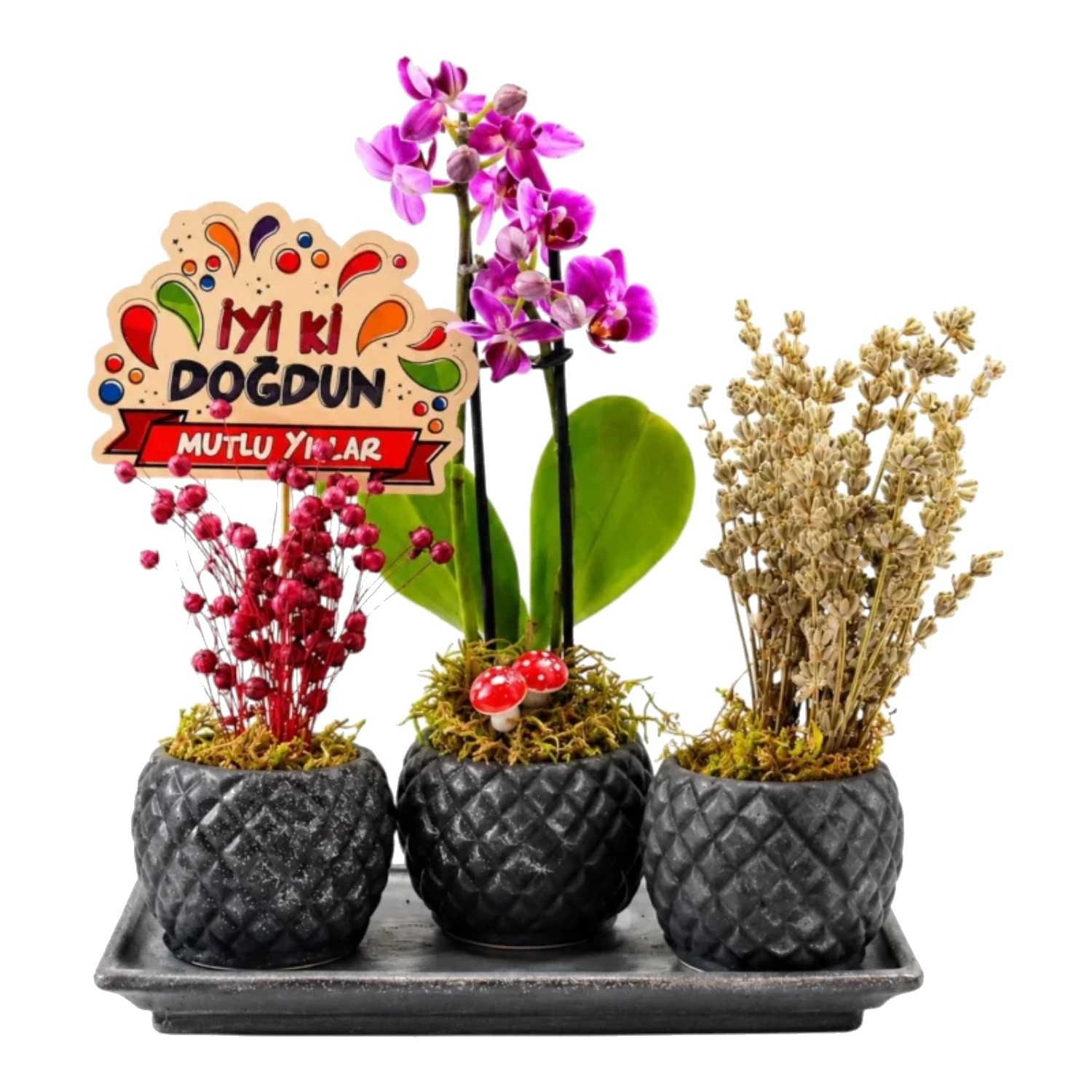 Doğum Günü Konseptli Mini Orkide