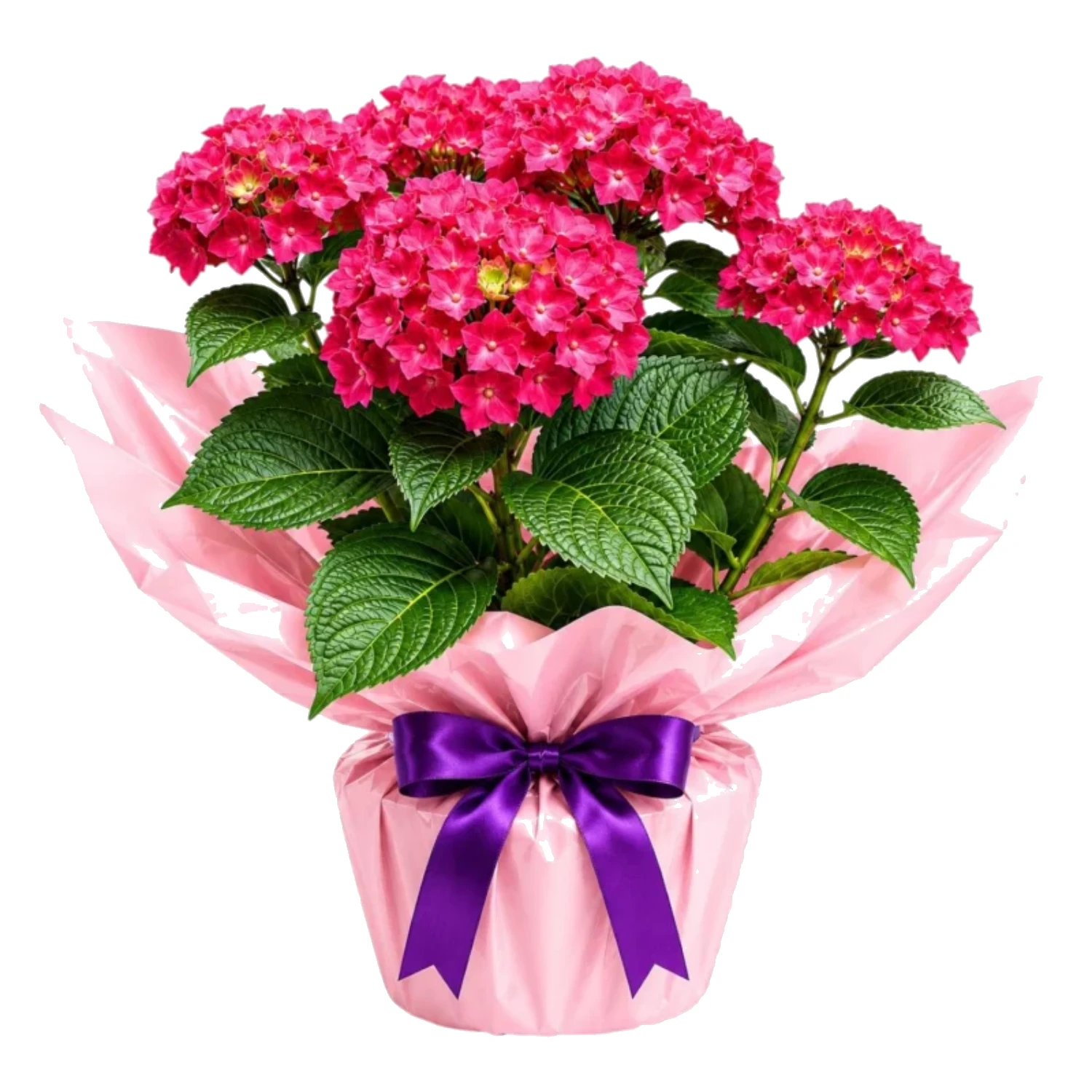 Pembe Ortanca (Hydrangea) Saksı Bitkisi
