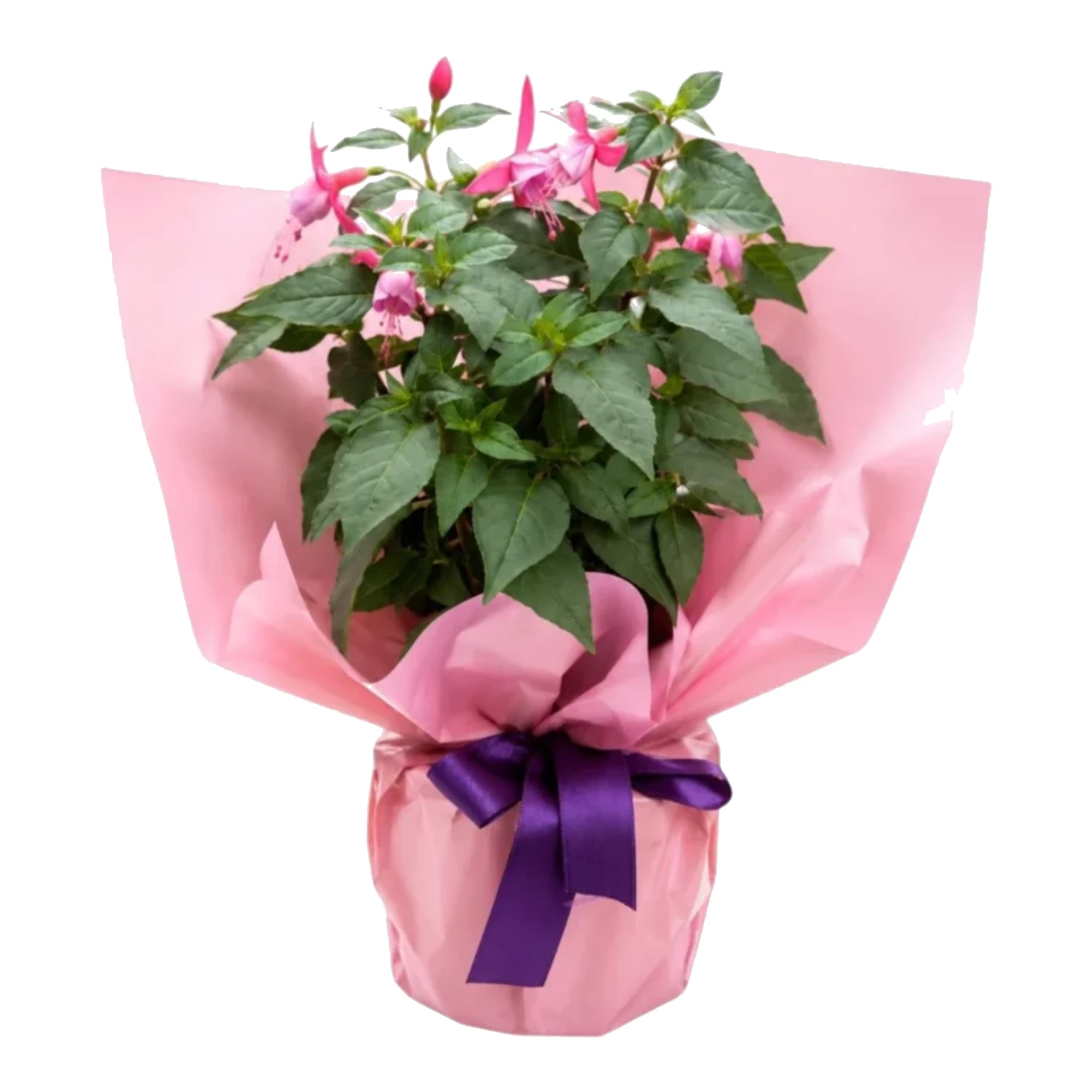 Pembe Küpe Çiçeği (Fuchsia) Saksı Bitkisi