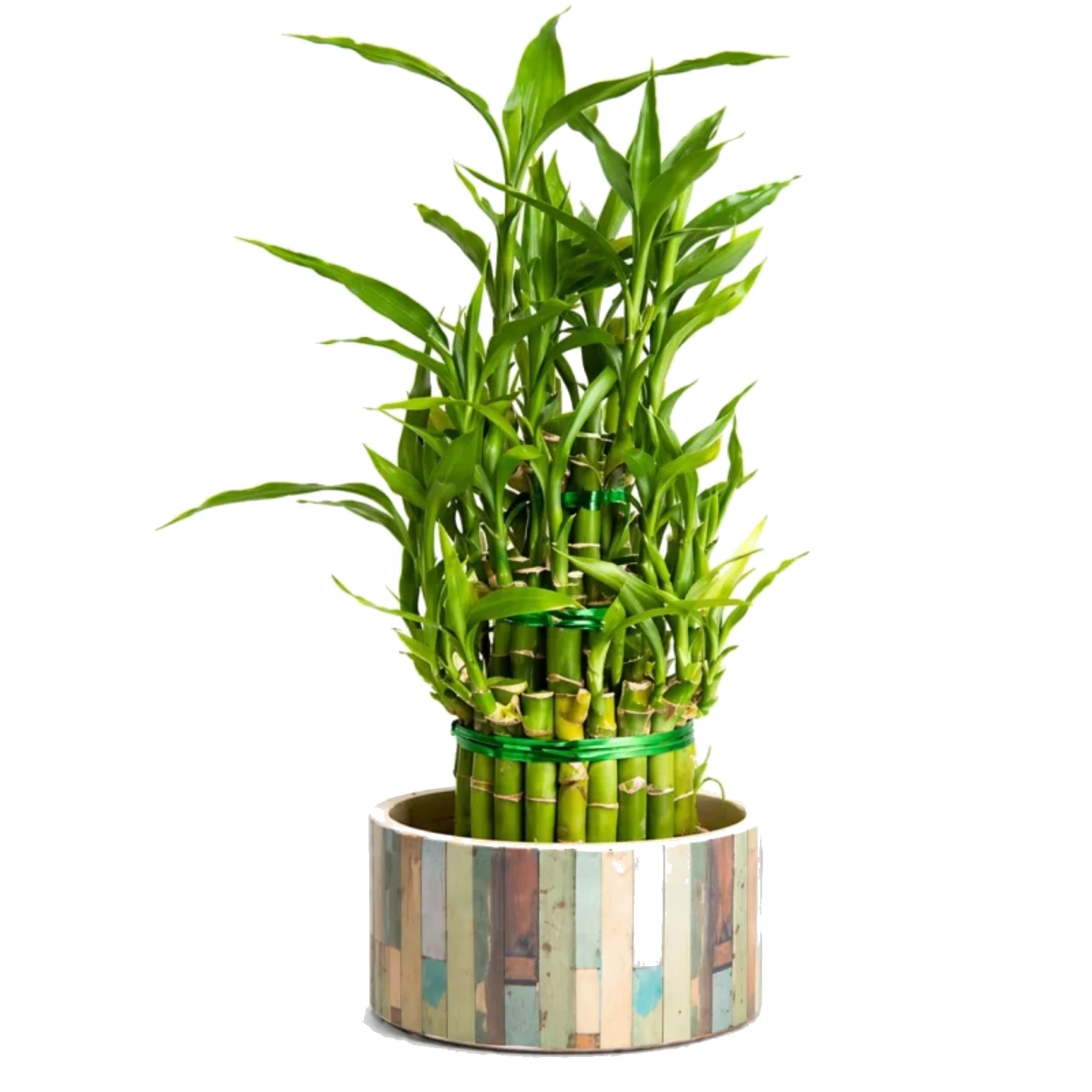 Renkli Saksıda Şans Bambusu (Lucky Bamboo)
