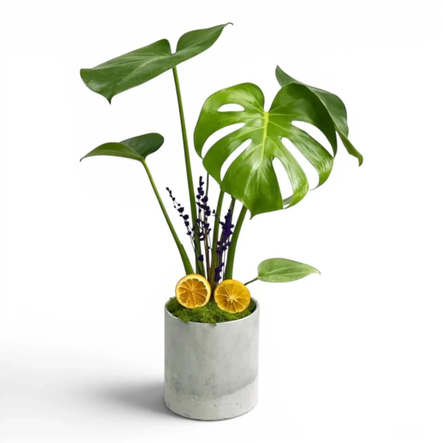 Beton Saksıda Deve Tabanı (Monstera) Bitkisi