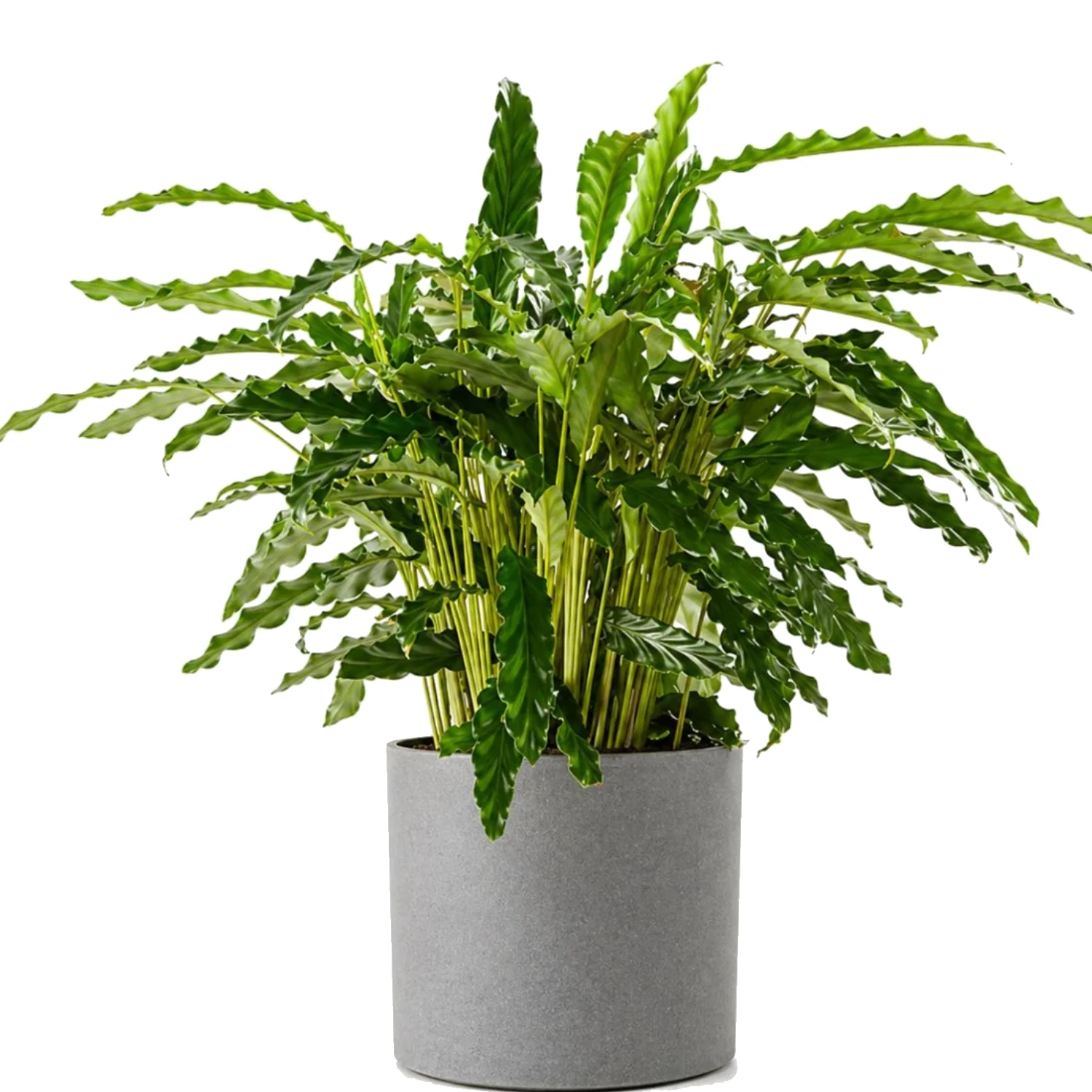 Seramik Saksıda Calathea Rufibarba