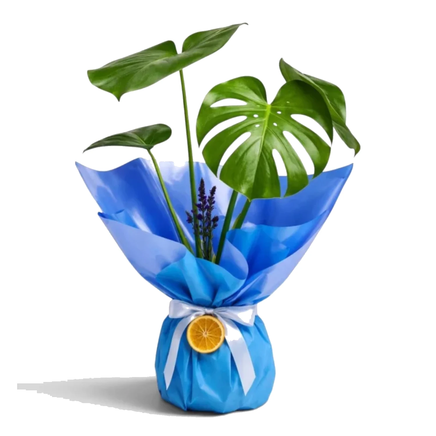 Mavi Ambalajlı Deve Tabanı (Monstera) Bitkisi