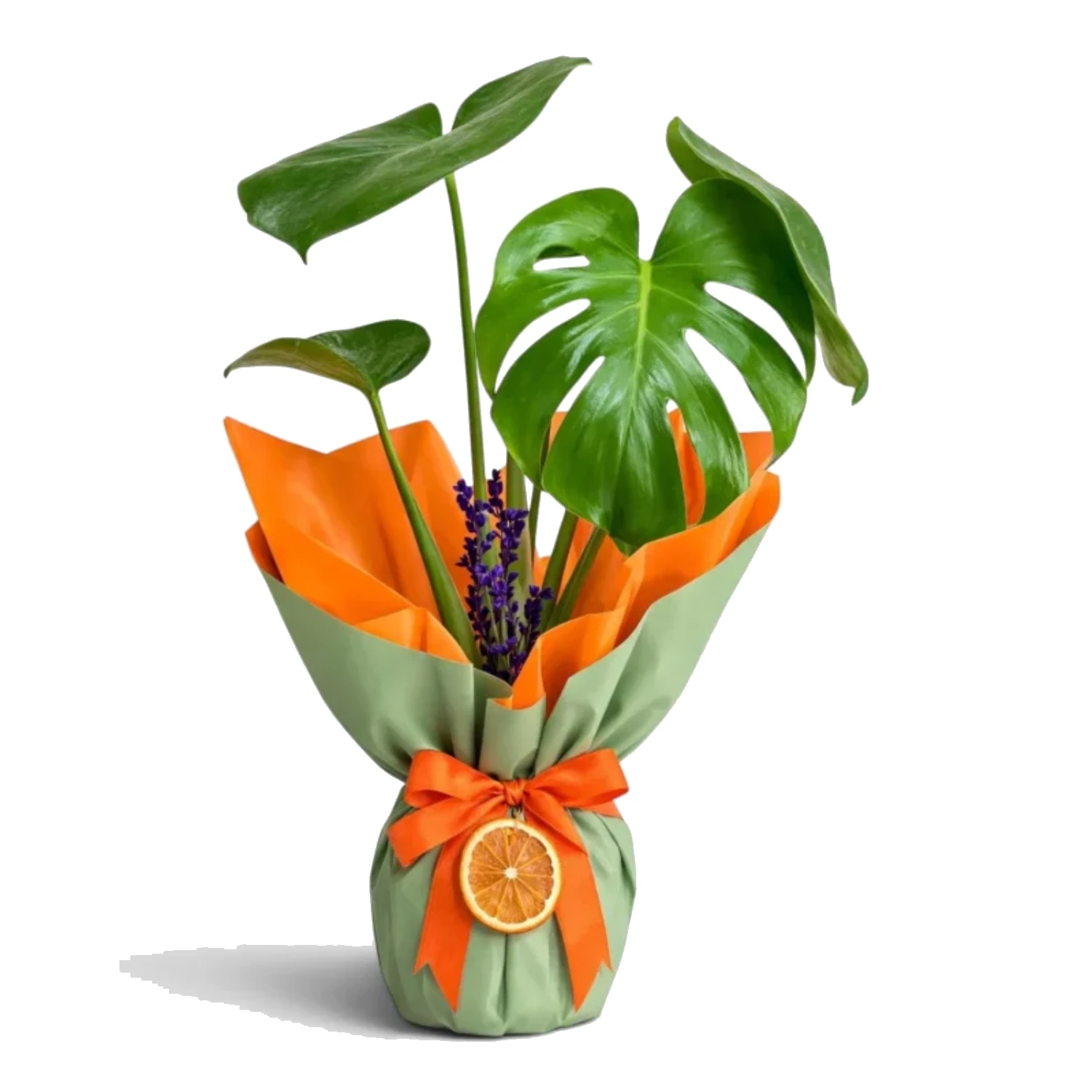 Yeşil-Turuncu Ambalajlı Deve Tabanı (Monstera) Bitkisi