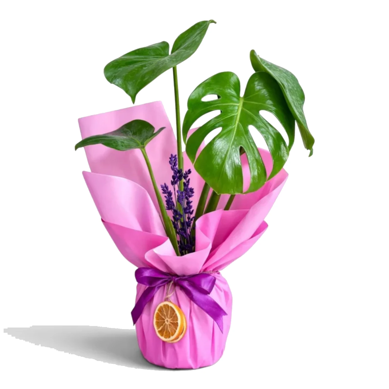 Pembe Ambalajlı Deve Tabanı (Monstera) Bitkisi