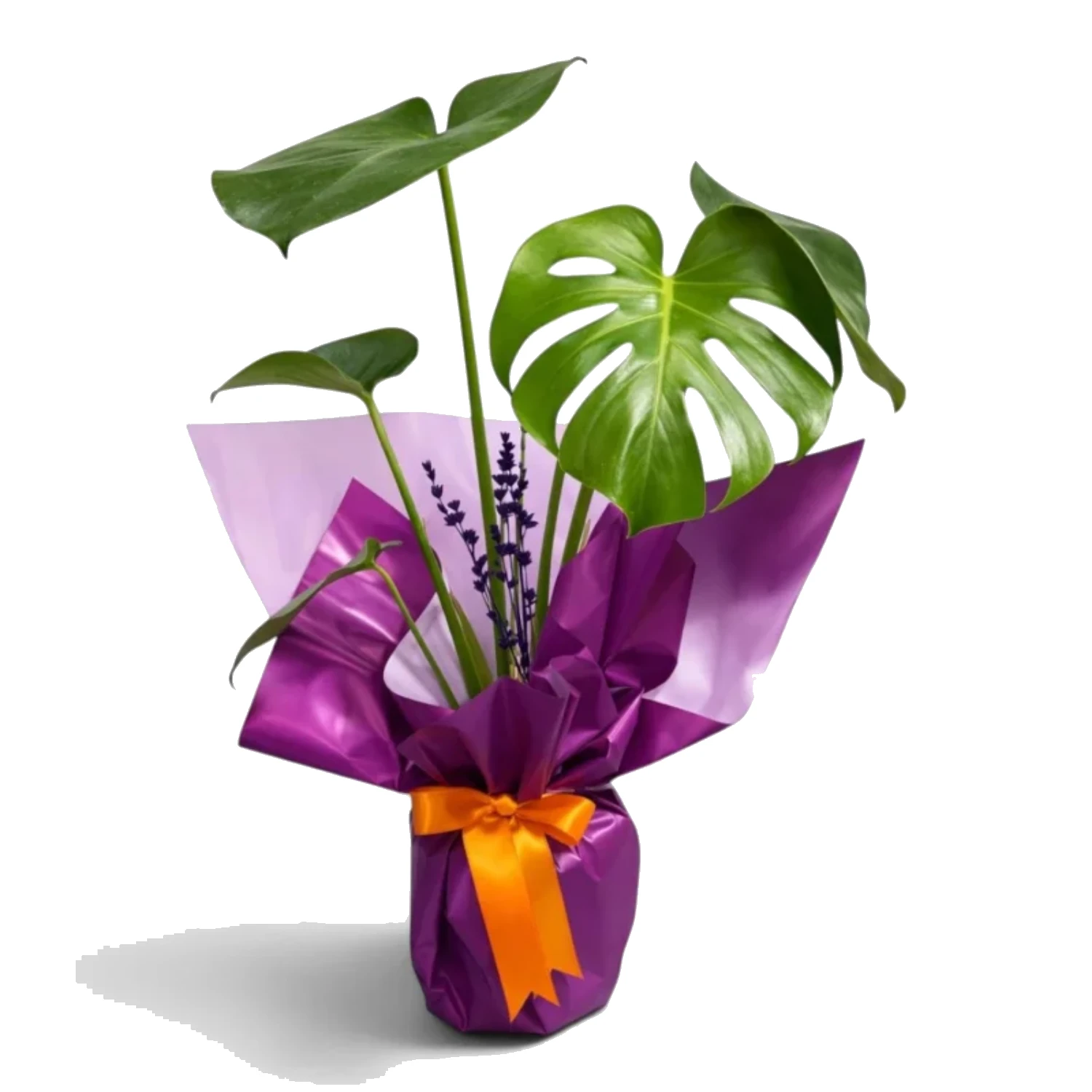 Şık Ambalajlı Deve Tabanı (Monstera) Bitkisi