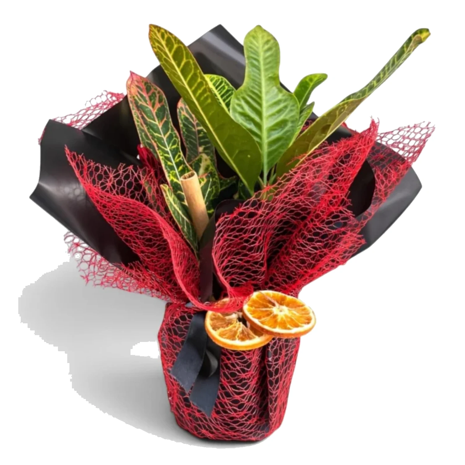 Kraton (Croton) Saksı Bitkisi (Özel Ambalajlı)