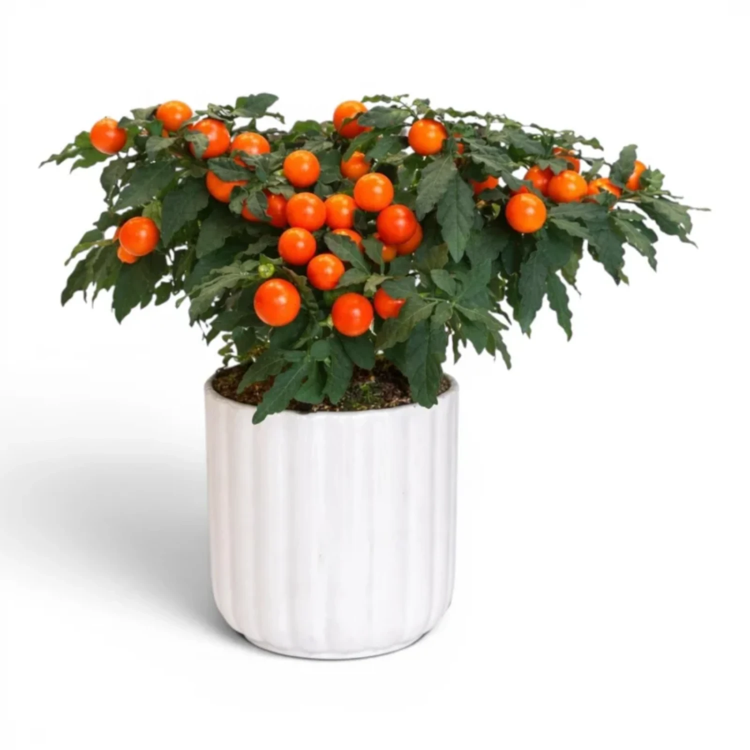 Kış Kirazı (Solanum) Saksı Bitkisi