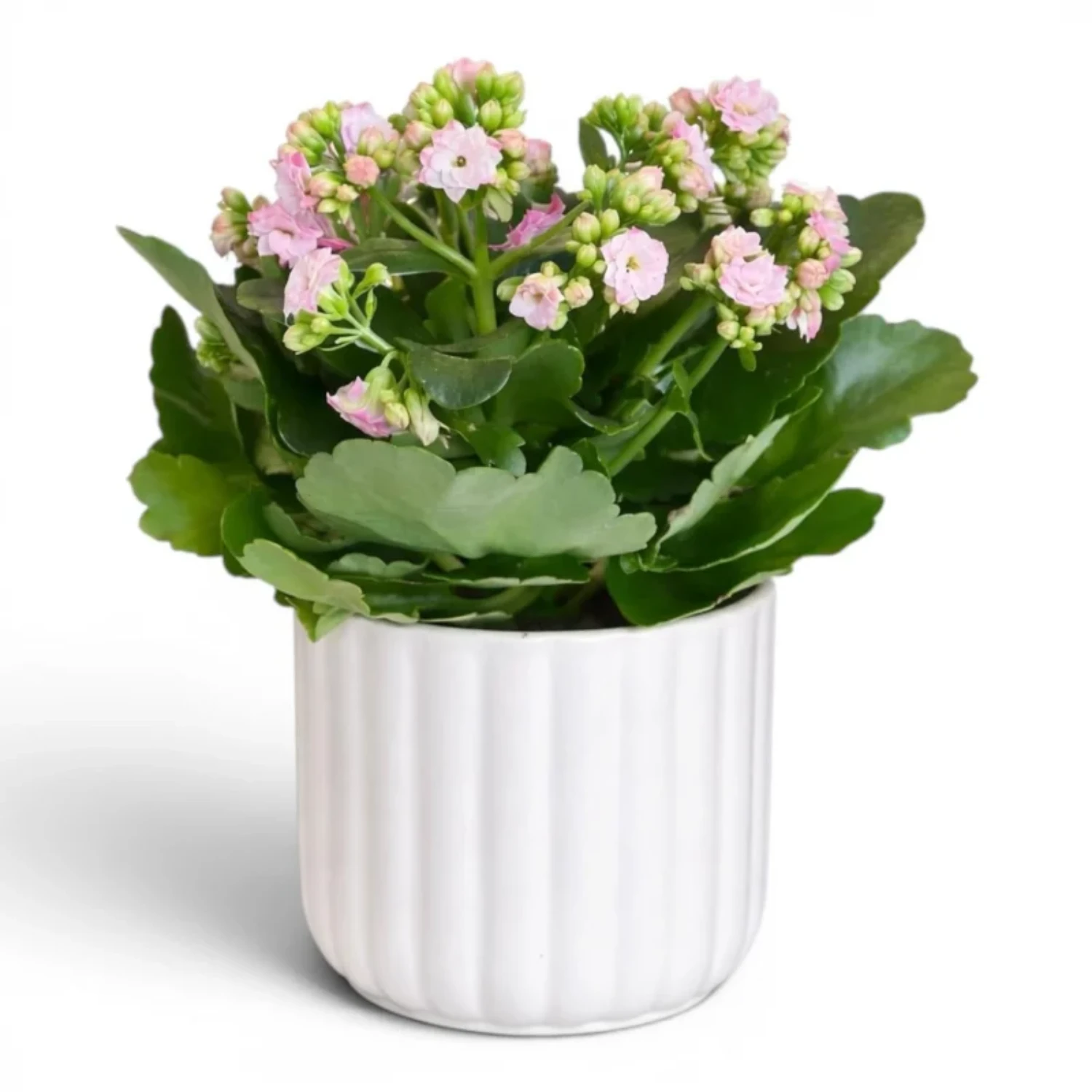 Pembe Kalanchoe (Beyaz Seramik Saksıda)