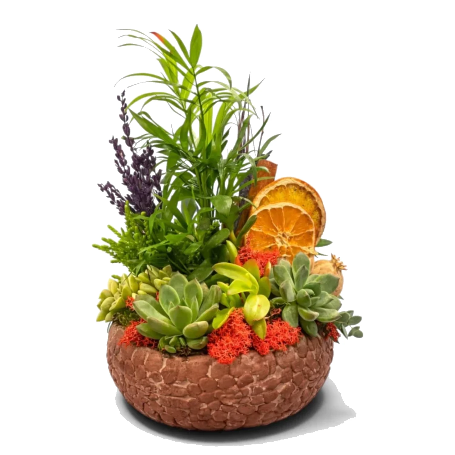 Terracotta Kâsede Sukulent Bahçesi