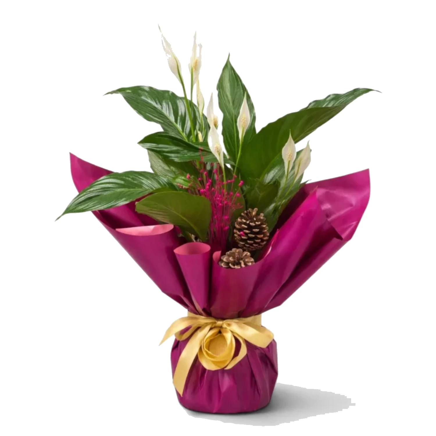 Canlı Barış Çiçeği (Spathiphyllum)