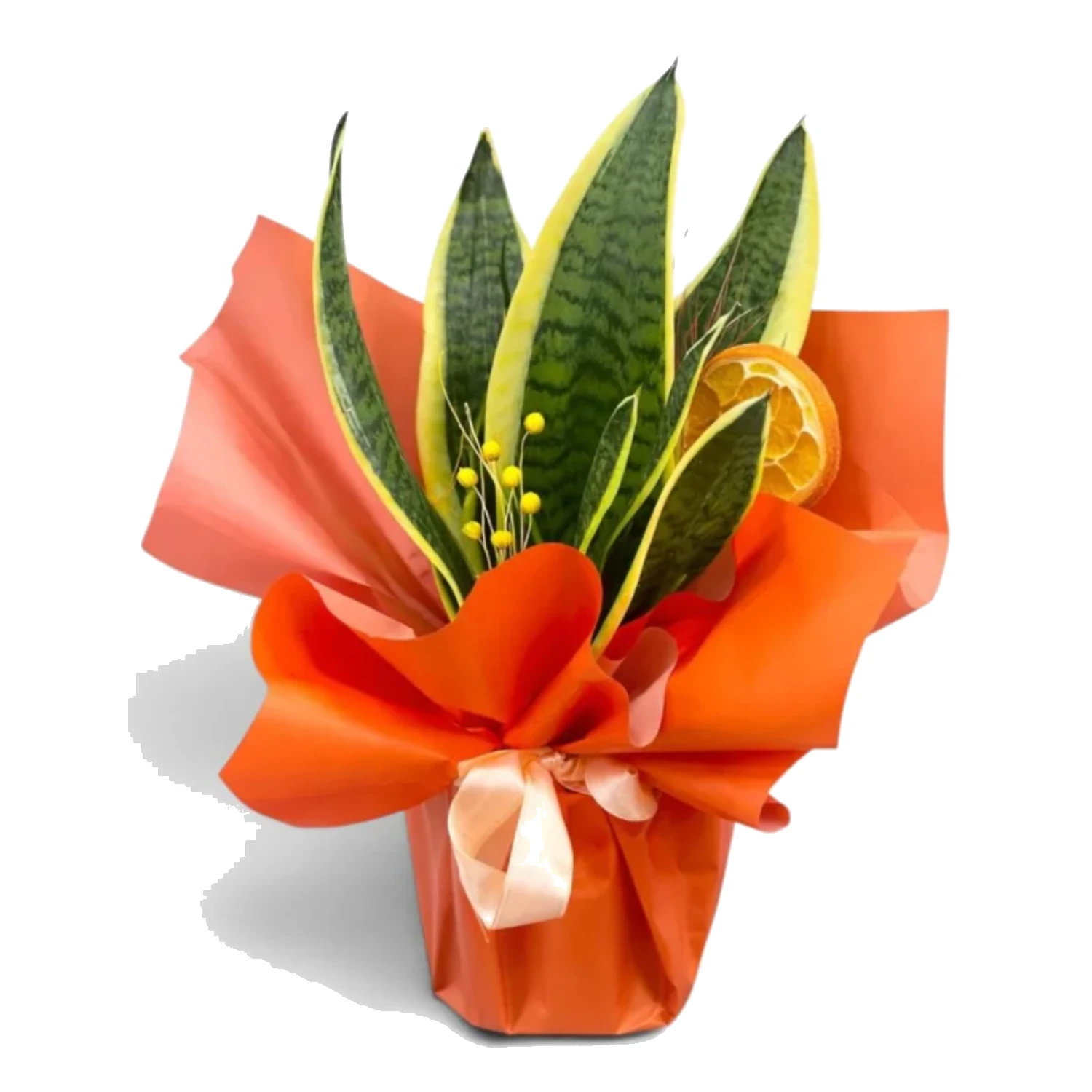 Canlı Paşa Kılıcı (Sansevieria)