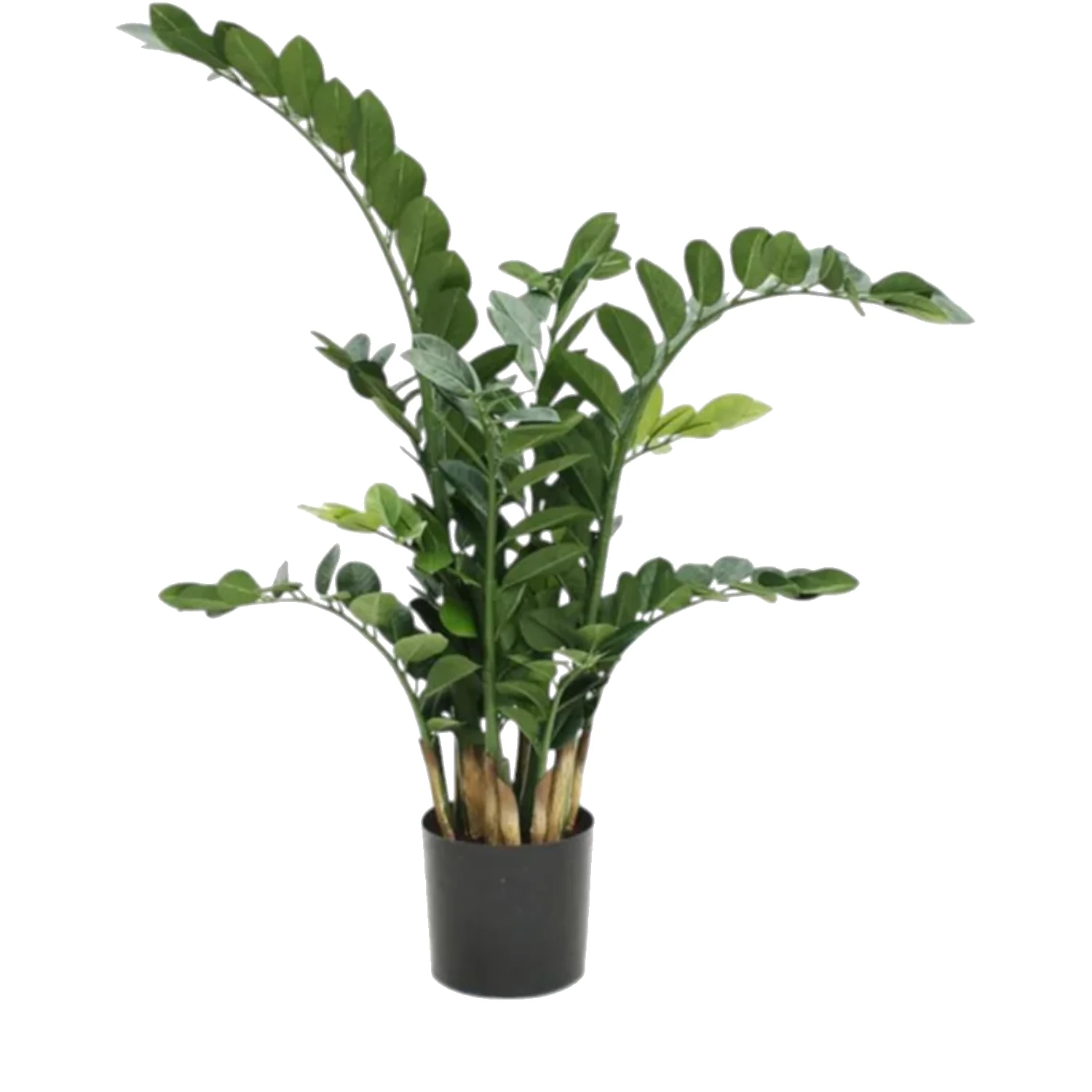 Yapay Zamioculcas Dekoratif Salon Bitkisi