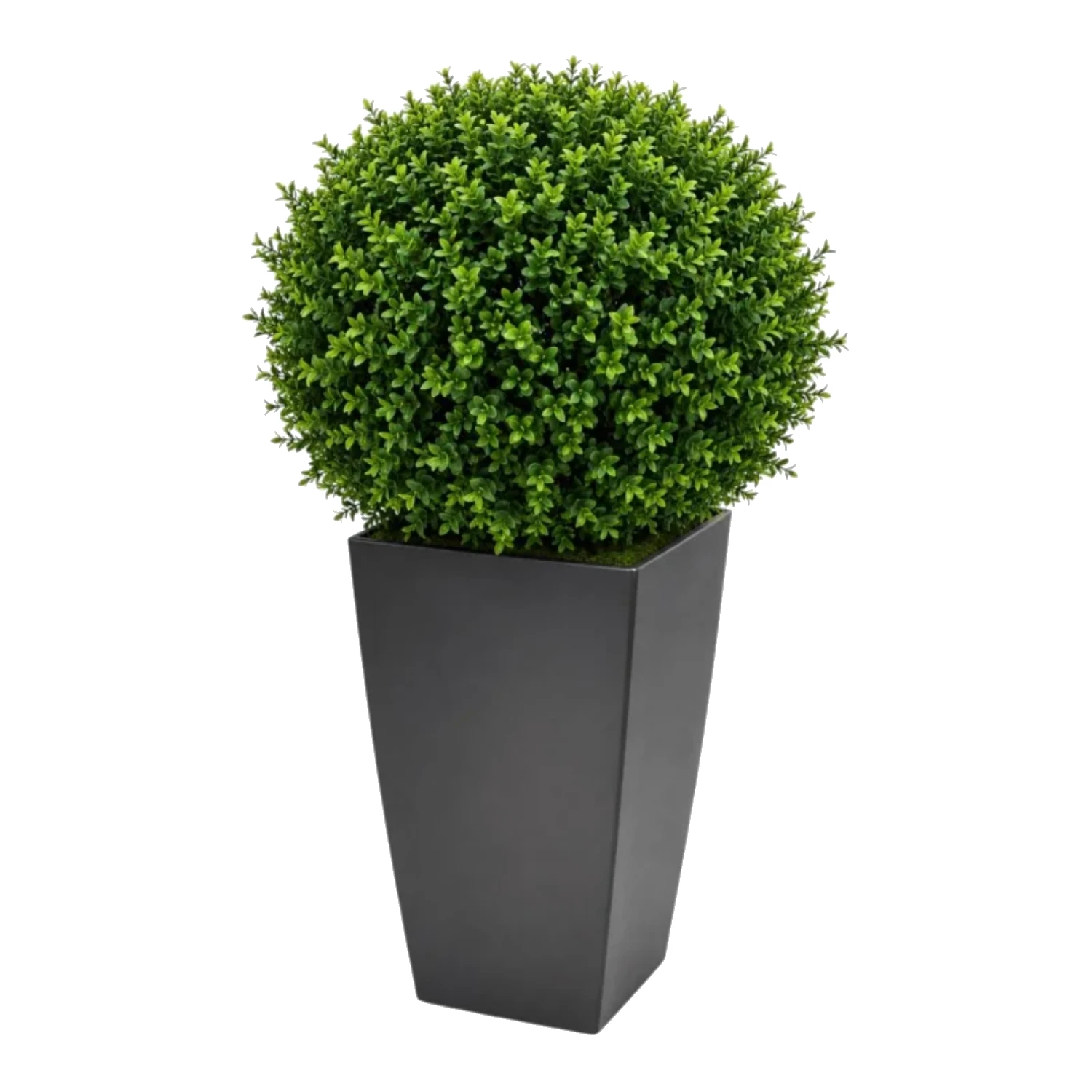 Topiary Sphere Boxwood Ball