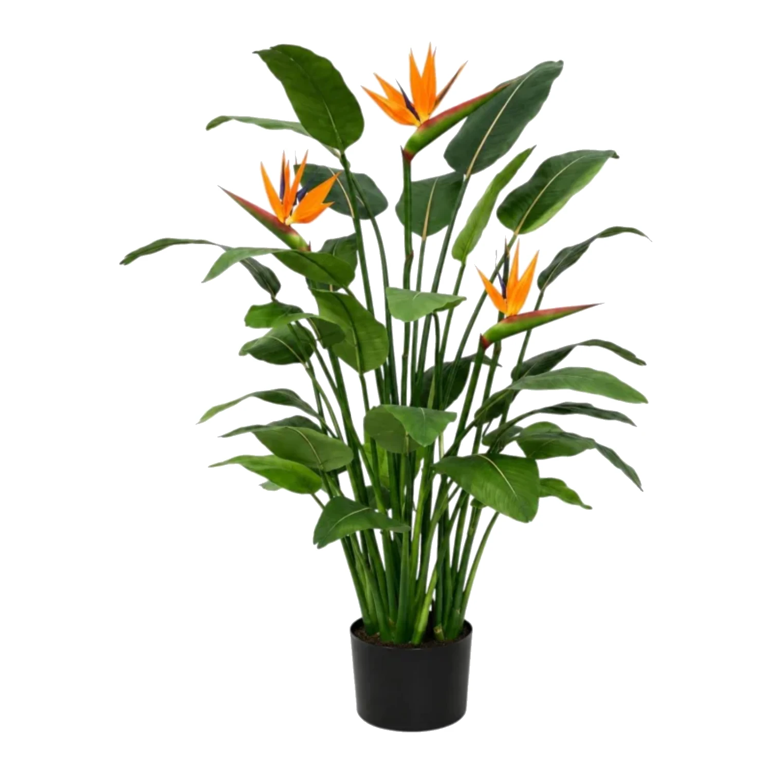 Tropical Paradise Bird of Paradise Plant