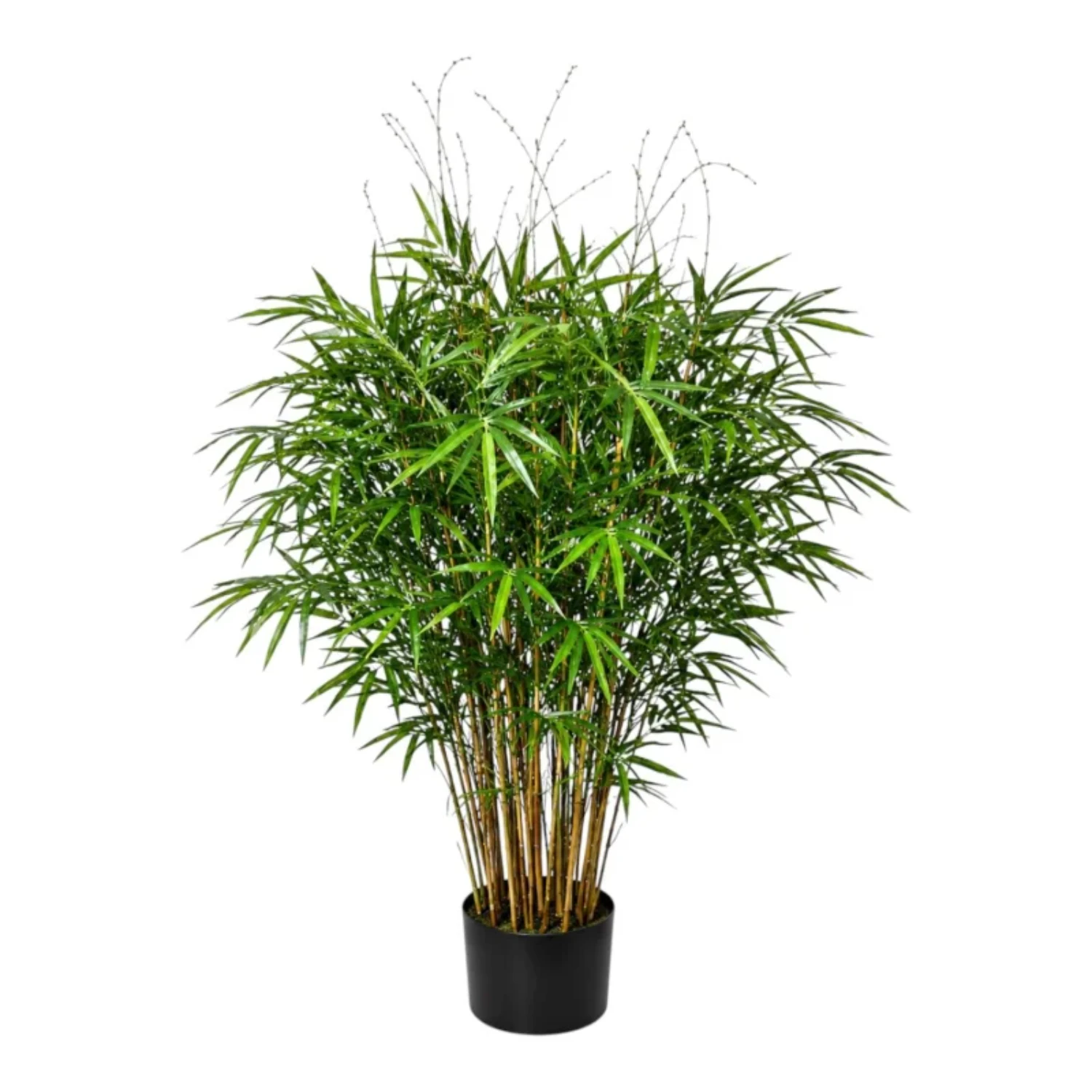 Tropical Bamboo Bush Tree